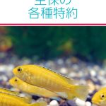 生保の各種特約  平成３０年度版 /新日本保険新聞社/長代龍朗（単行本） 令和元年度版 生保の各種特約 | 新日本保険新聞社・シンニチ保険WEB